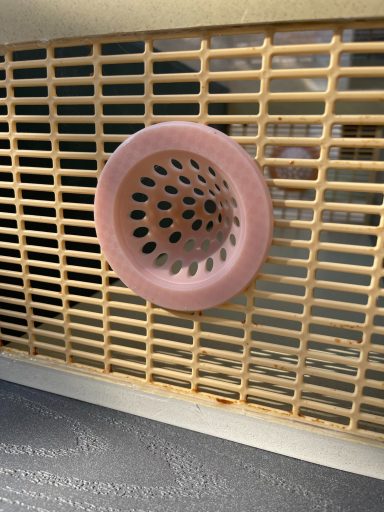 Cône d'entrée pour piège à frelons asiatiques Cône d'entrée pour piège à frelons asiatiques