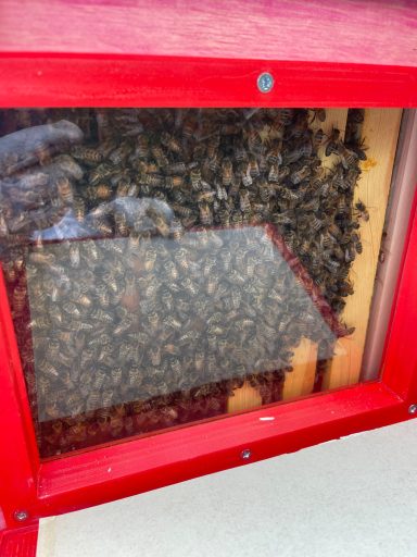 Fenêtre d'observation pour une ruche Fenêtre d'observation pour une ruche